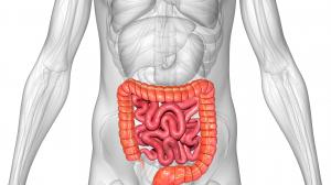 S probiotikami môže byť liečenie Crohnovej choroby účinnejšie